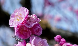 Preview wallpaper plum blossoms, flowers, spring, petals, pink, blur