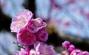 Preview wallpaper plum blossoms, flowers, spring, petals, pink, blur