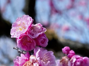 Preview wallpaper plum blossoms, flowers, spring, petals, pink, blur