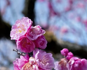 Preview wallpaper plum blossoms, flowers, spring, petals, pink, blur