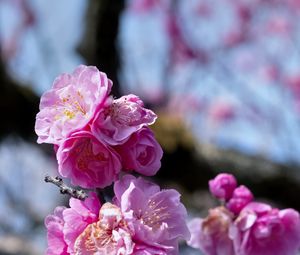 Preview wallpaper plum blossoms, flowers, spring, petals, pink, blur