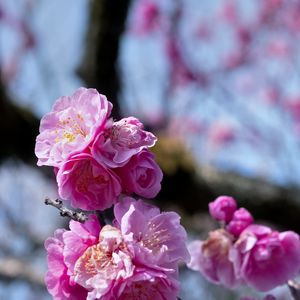 Preview wallpaper plum blossoms, flowers, spring, petals, pink, blur