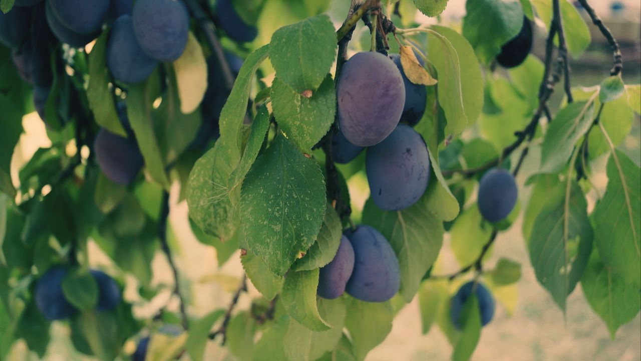 Wallpaper plum, branch, fruit