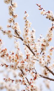Preview wallpaper plum, branches, flowers, petals, blur, spring