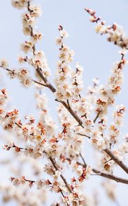 Preview wallpaper plum, branches, flowers, petals, blur, spring