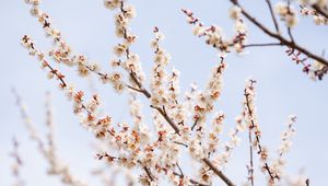 Preview wallpaper plum, branches, flowers, petals, blur, spring