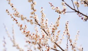 Preview wallpaper plum, branches, flowers, petals, blur, spring