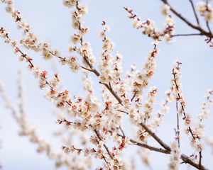 Preview wallpaper plum, branches, flowers, petals, blur, spring