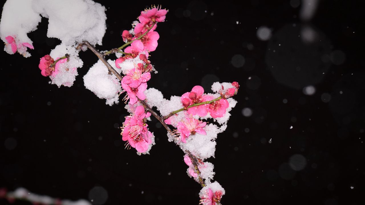 Wallpaper plum, flowers, branch, snow