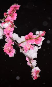 Preview wallpaper plum, flowers, branch, snow