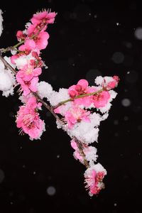 Preview wallpaper plum, flowers, branch, snow