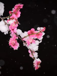 Preview wallpaper plum, flowers, branch, snow