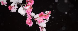 Preview wallpaper plum, flowers, branch, snow