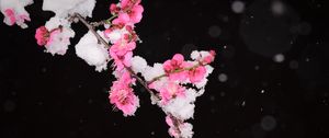 Preview wallpaper plum, flowers, branch, snow