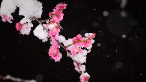 Preview wallpaper plum, flowers, branch, snow