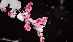 Preview wallpaper plum, flowers, branch, snow