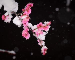 Preview wallpaper plum, flowers, branch, snow