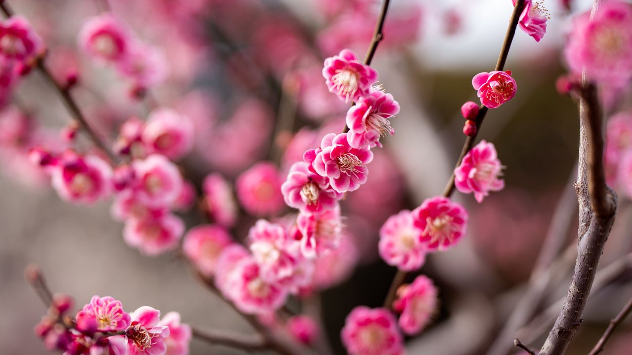 Wallpaper plum, flowers, branch, spring, pink