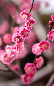 Preview wallpaper plum, flowers, branch, spring, pink