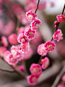 Preview wallpaper plum, flowers, branch, spring, pink