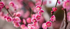 Preview wallpaper plum, flowers, branch, spring, pink