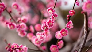 Preview wallpaper plum, flowers, branch, spring, pink