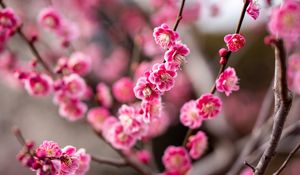 Preview wallpaper plum, flowers, branch, spring, pink