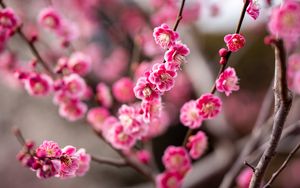 Preview wallpaper plum, flowers, branch, spring, pink