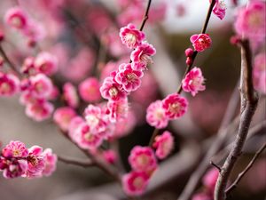 Preview wallpaper plum, flowers, branch, spring, pink