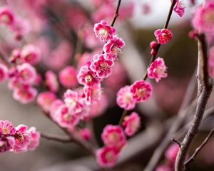 Preview wallpaper plum, flowers, branch, spring, pink