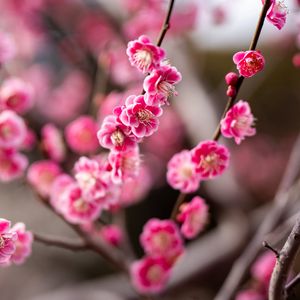 Preview wallpaper plum, flowers, branch, spring, pink