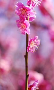 Preview wallpaper plum flowers, flowers, spring, petals, pink