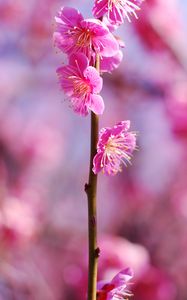 Preview wallpaper plum flowers, flowers, spring, petals, pink