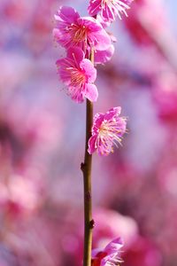 Preview wallpaper plum flowers, flowers, spring, petals, pink