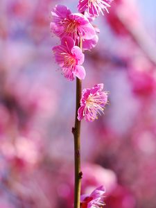 Preview wallpaper plum flowers, flowers, spring, petals, pink