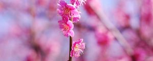 Preview wallpaper plum flowers, flowers, spring, petals, pink