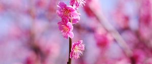 Preview wallpaper plum flowers, flowers, spring, petals, pink