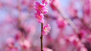 Preview wallpaper plum flowers, flowers, spring, petals, pink