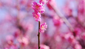 Preview wallpaper plum flowers, flowers, spring, petals, pink