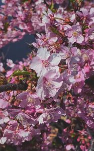 Preview wallpaper plum, flowers, petals, buds, branch