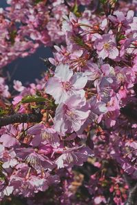 Preview wallpaper plum, flowers, petals, buds, branch