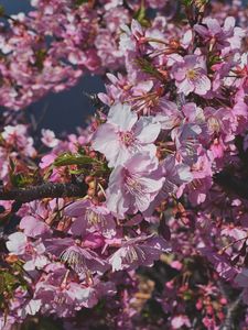 Preview wallpaper plum, flowers, petals, buds, branch