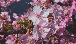 Preview wallpaper plum, flowers, petals, buds, branch