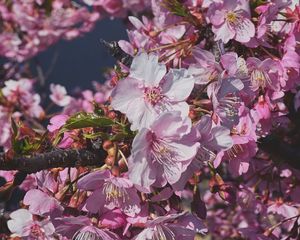 Preview wallpaper plum, flowers, petals, buds, branch