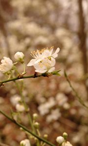 Preview wallpaper plum flowers, plum, flowers, petals, spring