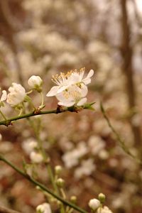 Preview wallpaper plum flowers, plum, flowers, petals, spring