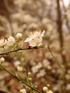 Preview wallpaper plum flowers, plum, flowers, petals, spring