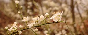 Preview wallpaper plum flowers, plum, flowers, petals, spring