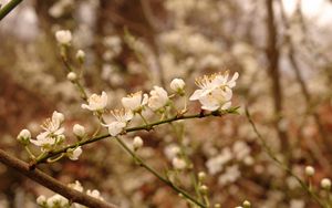 Preview wallpaper plum flowers, plum, flowers, petals, spring