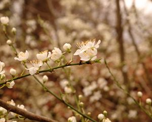 Preview wallpaper plum flowers, plum, flowers, petals, spring